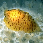 Xandarovula patula